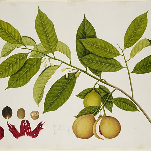 Colour, botanical drawing of a nutmeg tree