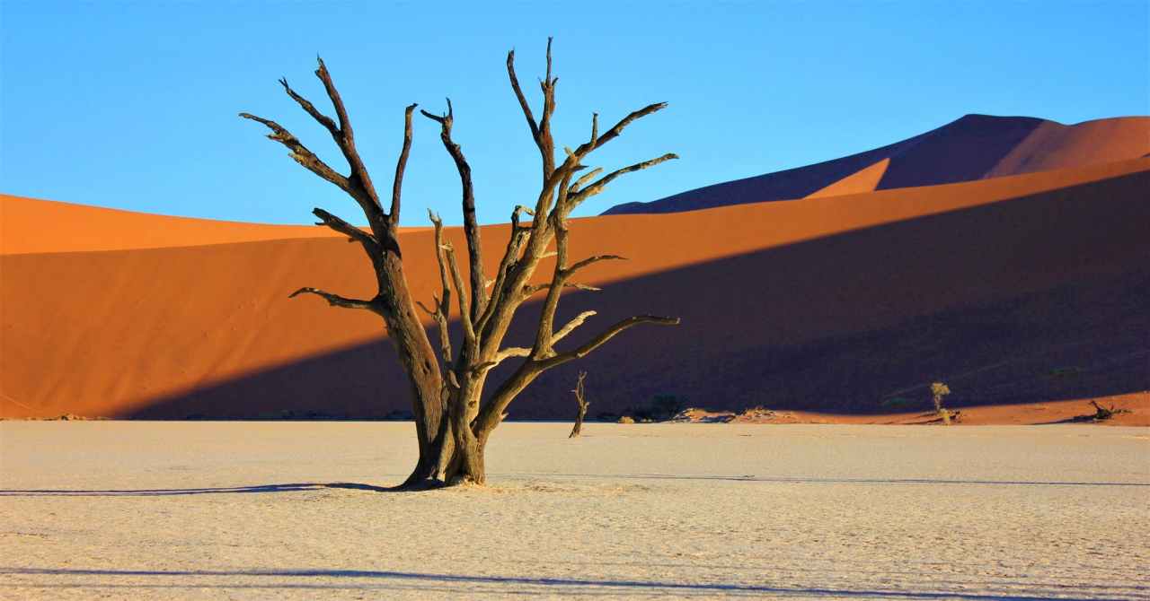 Dead tree emerging from white sand with red sand hills in the background against a blue sky